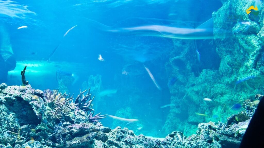 Sydney Aquarium